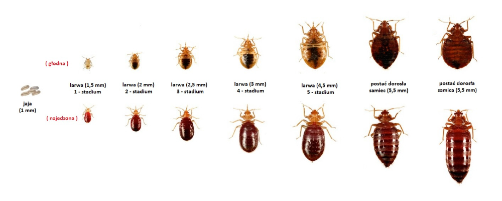 stadia rozwojowe pluskwy – jaja pluskwy, larwy pluskwy, dorosłe pluskwy 